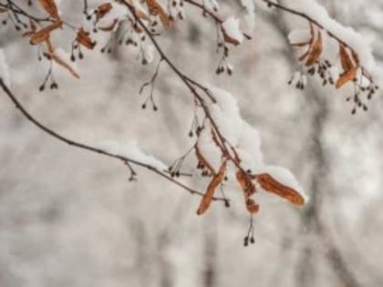 Погода на 24 ноября: небольшой снег