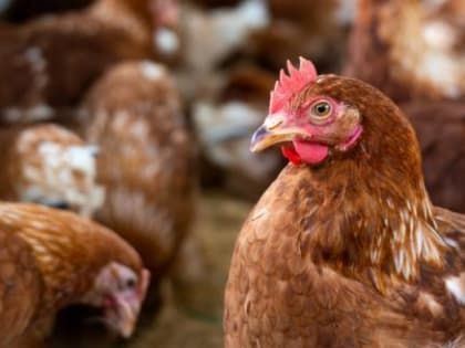 Почти 500 тысяч голов птиц будут уничтожены из-за вспышки птичьего гриппа на крупной вологодской птицефабрике
