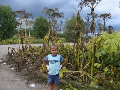 В Вологодской области стартовал областной конкурс  «Злой цветок Геракла «