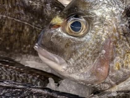 Опасности, связанные с паразитами в рыбе