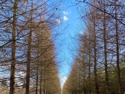 Весна в Дендросаду