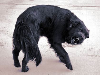 Милый домашний питомец может убить любого человека, если вовремя не начать делать это