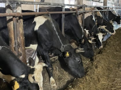 9 февраля 2023 года посещение молочно- товарных ферм ООО СП «Нюксенского маслозавода – 2» и ООО «Мирный плюс».