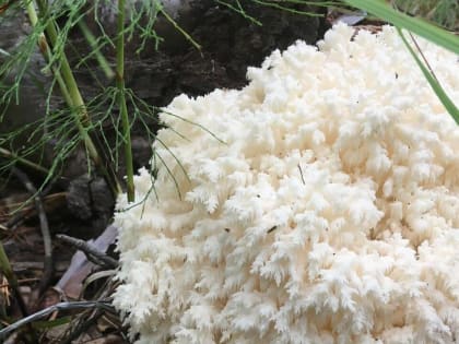 Вологжан предупредили об опасности употребления популярных грибов с маркетплейсов