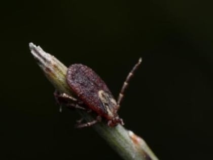 Как на Новый год не получить в подарок иксодового клеща?