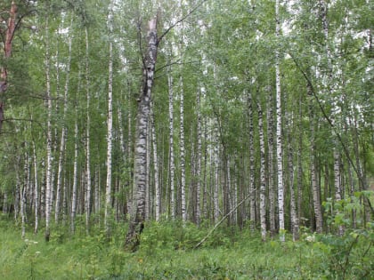 В&nbsp;Вологодской области три тысячи сотрудников готовы тушить лесные пожары