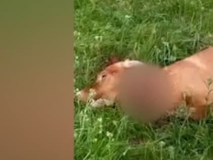 В Вологодской области неадекватный охотник застрелил собаку на глазах маленького ребенка