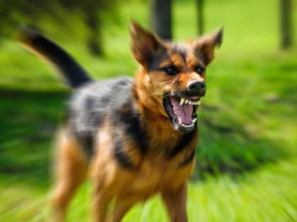 В России хотят ввести учет потенциально опасных собак