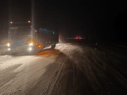 В Череповецком районе пассажирский автобус столкнулся с лосем