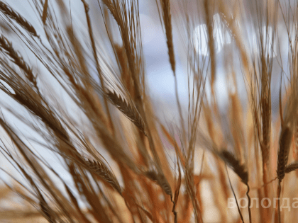 За первую половину 2024 года Вологодчина отправила на экспорт продукции АПК на 23,6 миллиона долларов