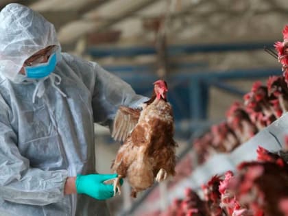 Прокуратура проконтролирует ситуацию с птичьим гриппом в Малечкино