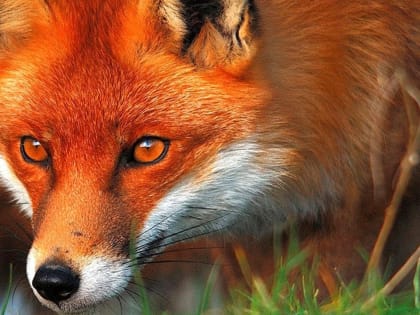 Вологжан просят избегать "общения" с дикими животными