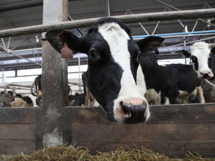 Рост производства молока в Вологодской области