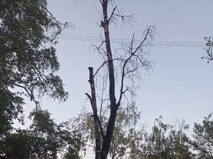 В центре Вологды рухнула вершина дерева