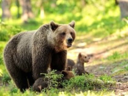 В Вологодской области пересчитали медведей