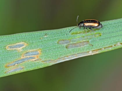 Сигнализационное сообщение