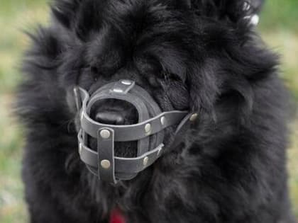 Глава СПЧ предлагает ставить на учет всех потенциально опасных собак