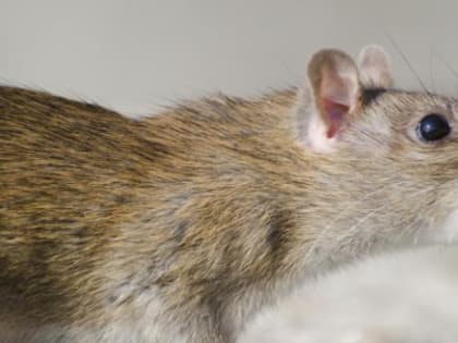 Домашние питомцы подозреваются в переносе вируса крысиного гепатита: что это значит для человека?