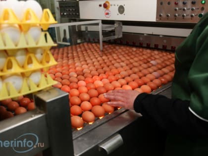 В Вологодской области производство яиц за 10 месяцев выросло на 100%
