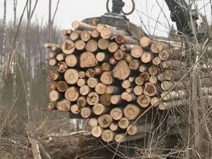 Лесные страсти: в Бабаевском округе потеряли почти гектар леса
