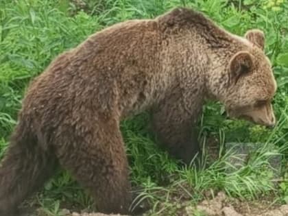 Приключения медведя, который вышел к людям в Вологодской области, продолжились…