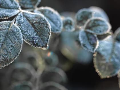 На Вологодчину идут ночные заморозки