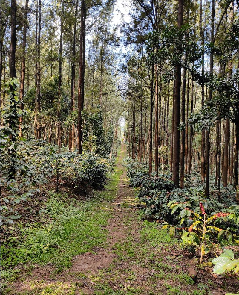 The Inchara Hill  View Homestay