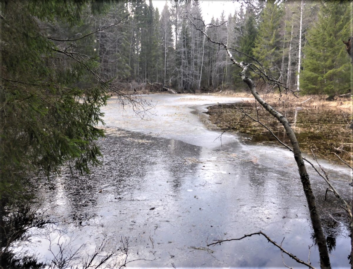 Kvarnfallet (Sågfallet)