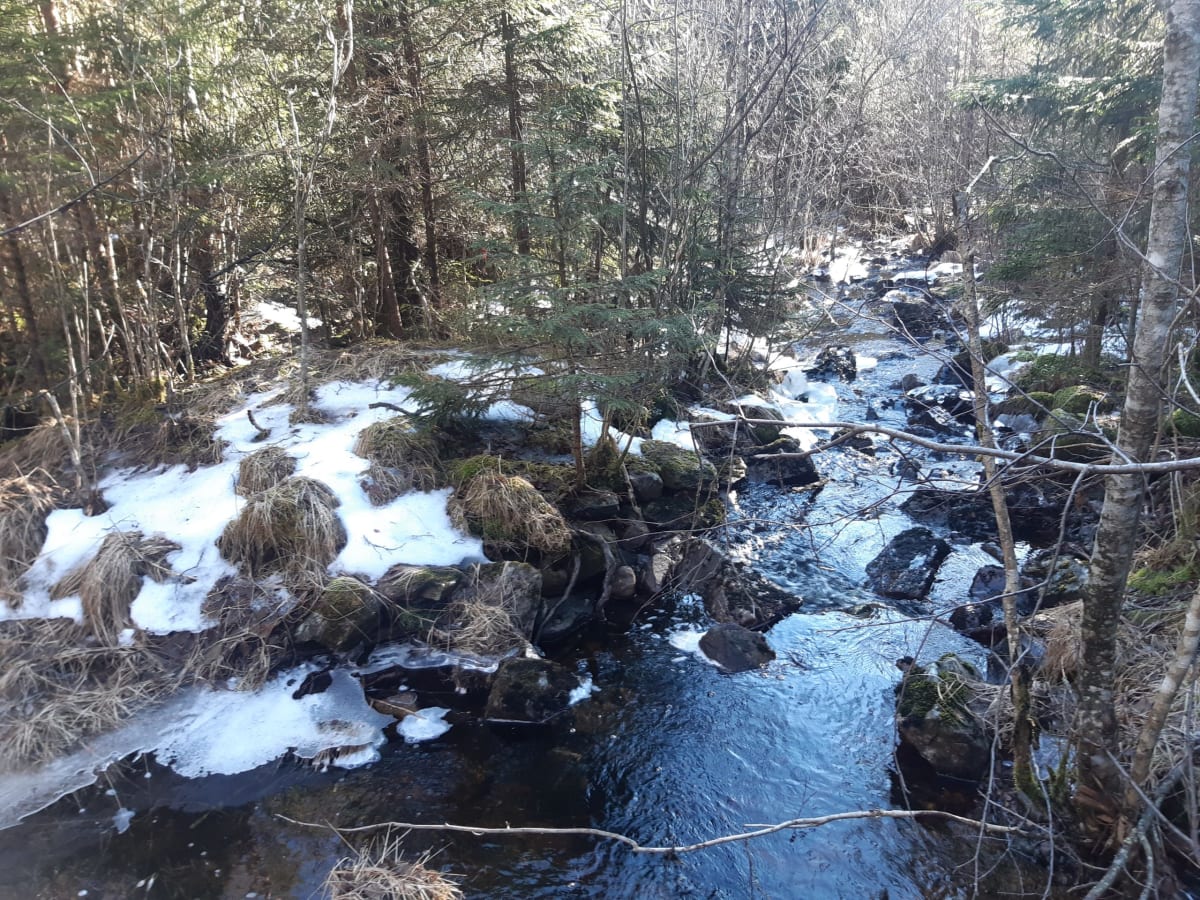 Såg i Yngshytteälv