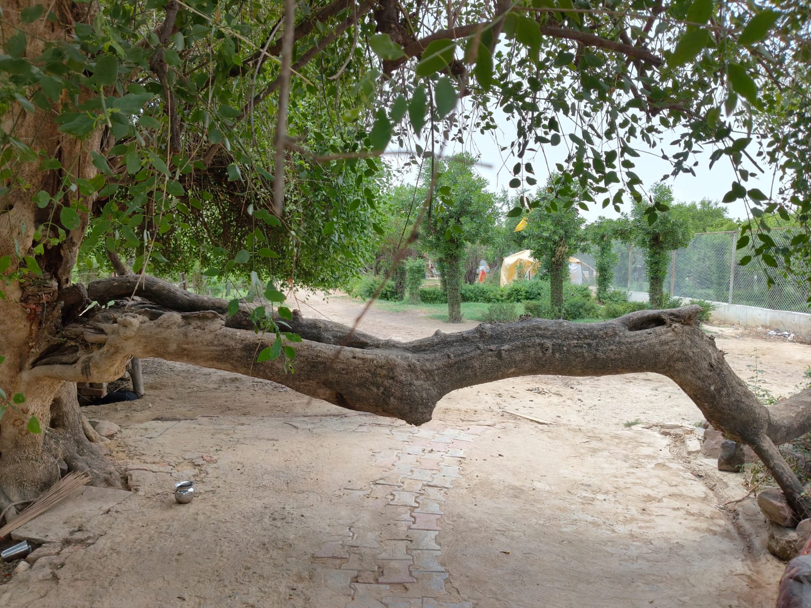 Sacred Peepal tree in the jungles of Braj