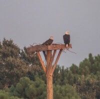 Bald Eagles back on the platform