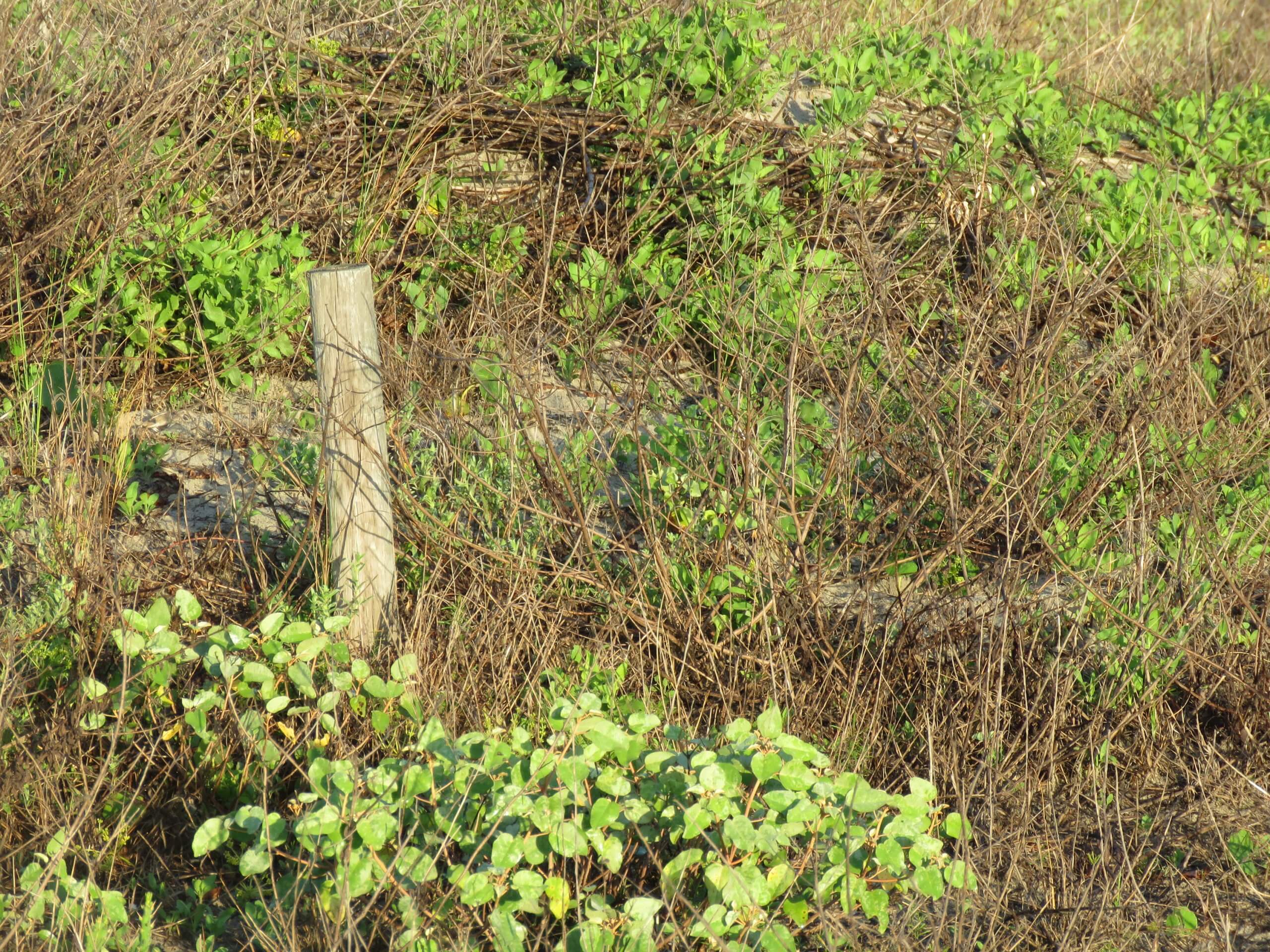 Cedar fencepost