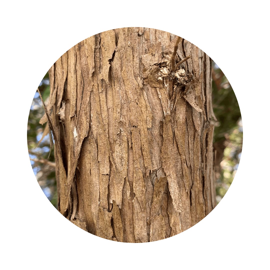eastern red cedar bark