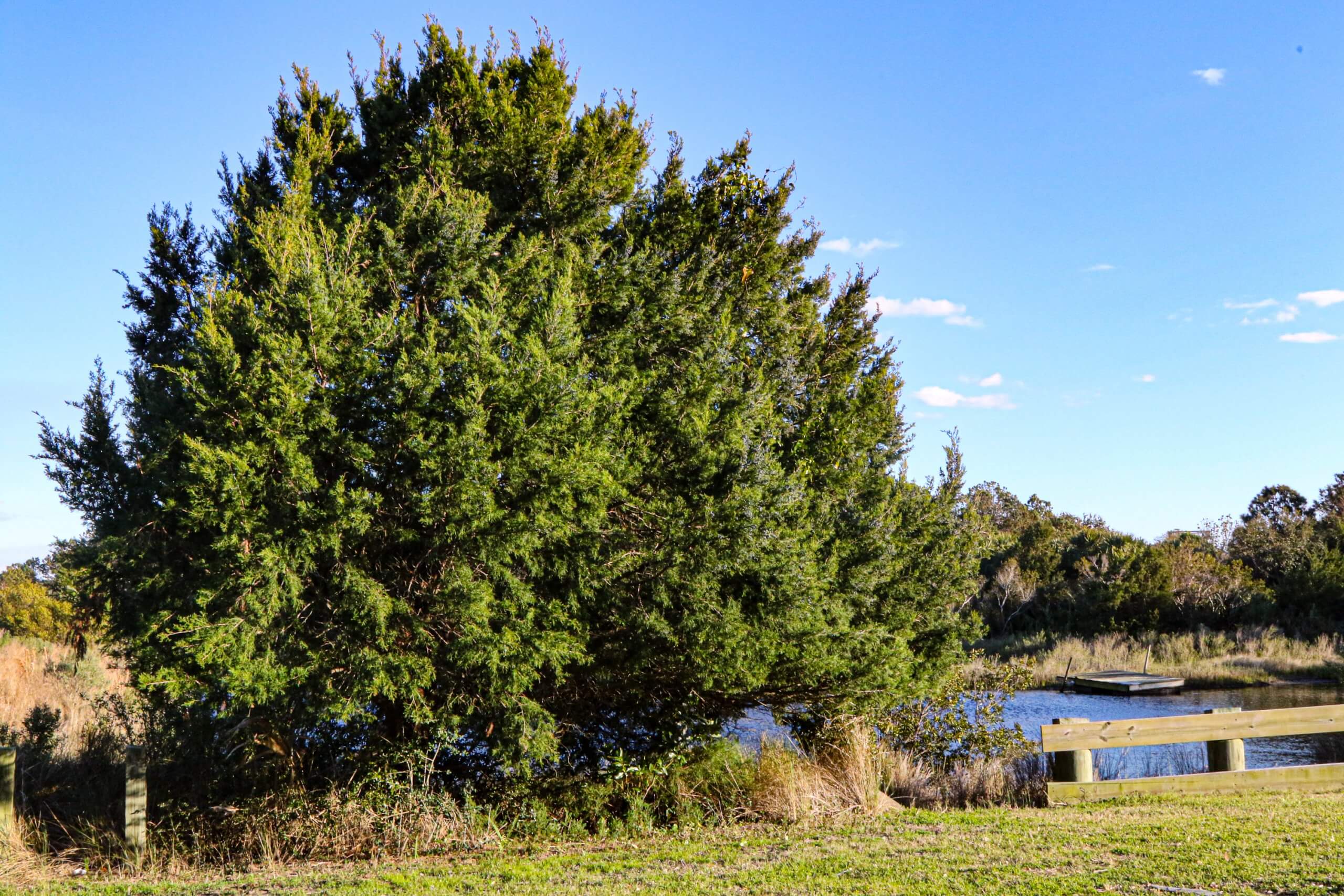 Eastern Red Cedar, Dewees Island
