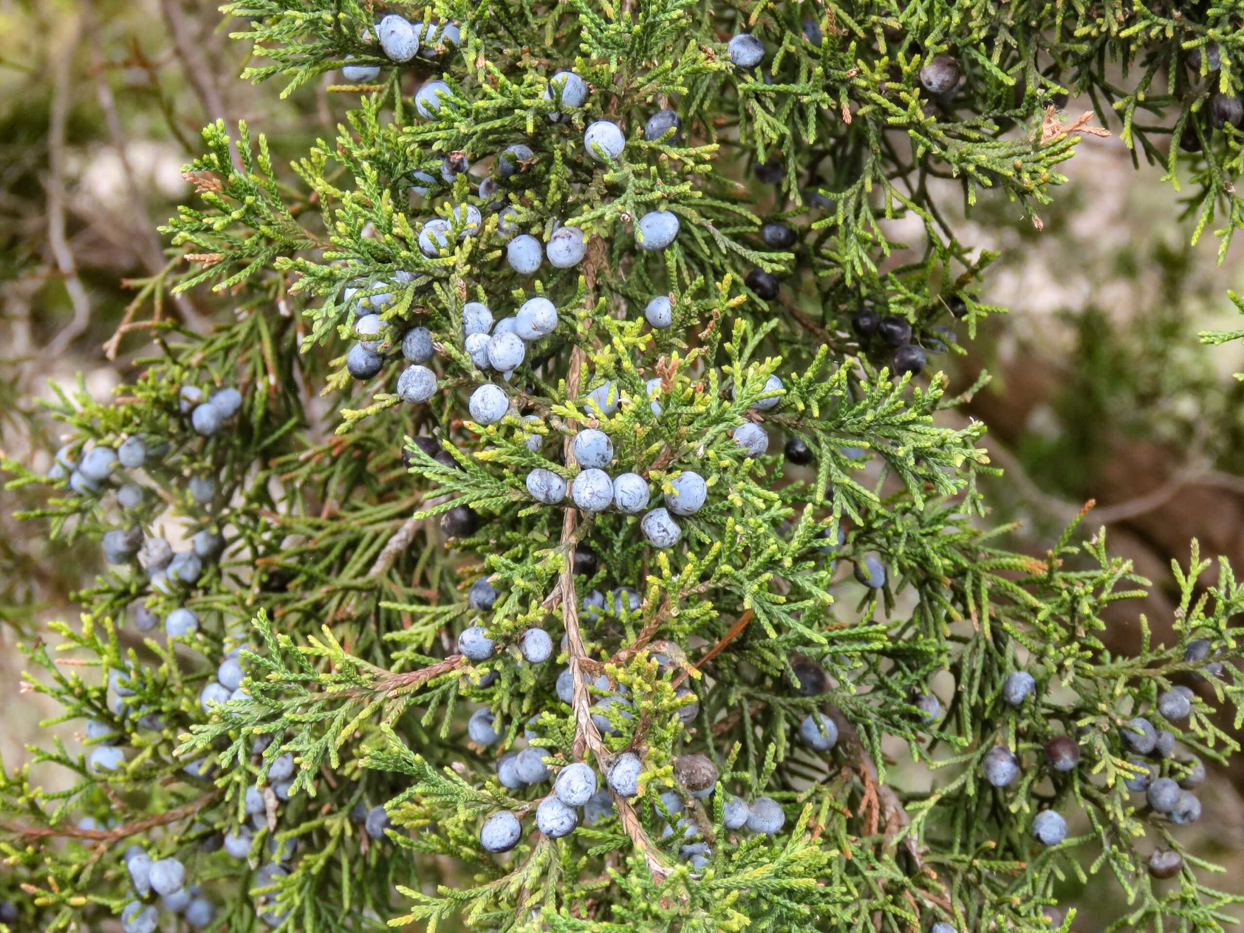 Eastern red cedar cones