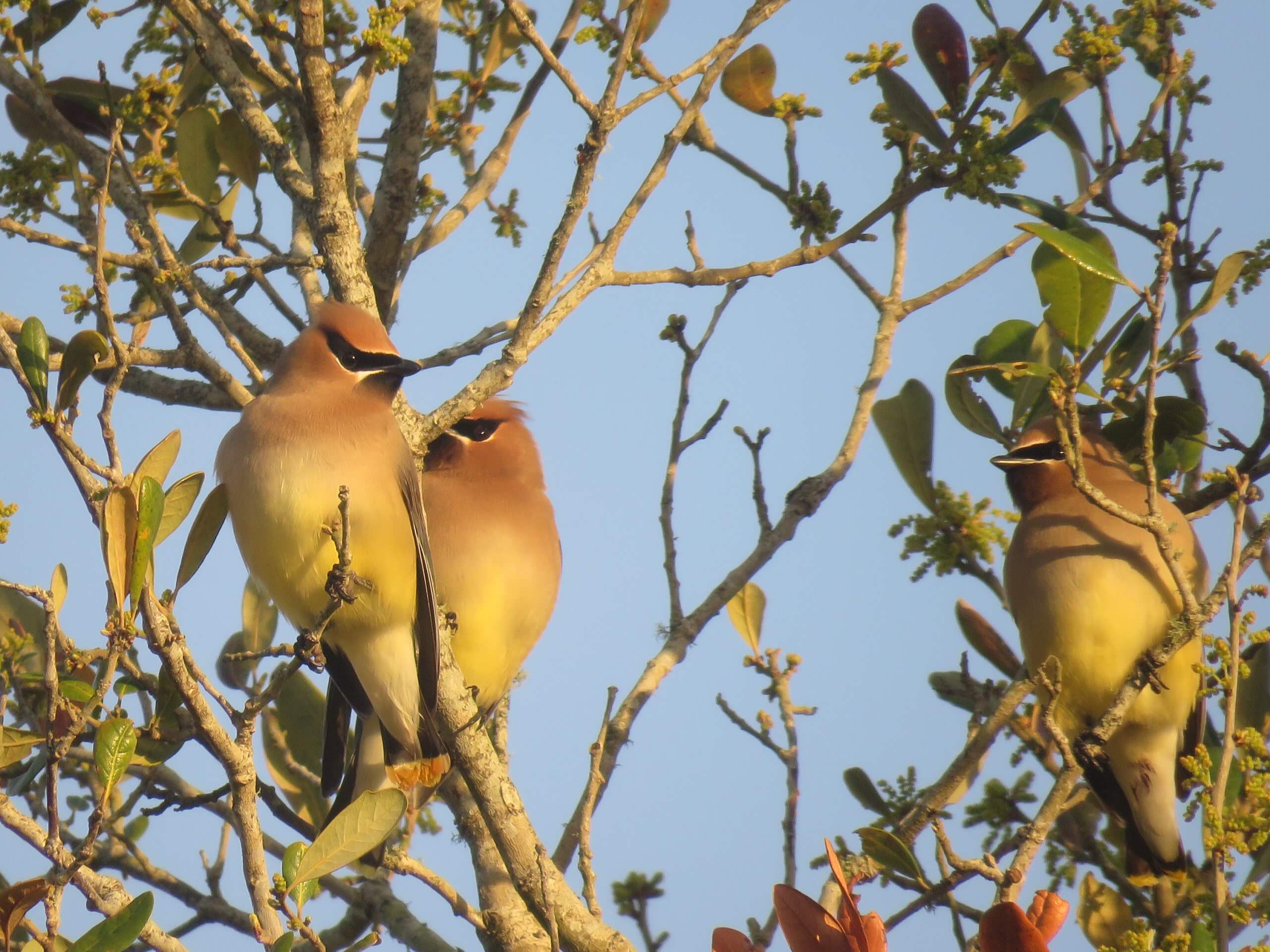 Cedar Waxwings in LIve Oak