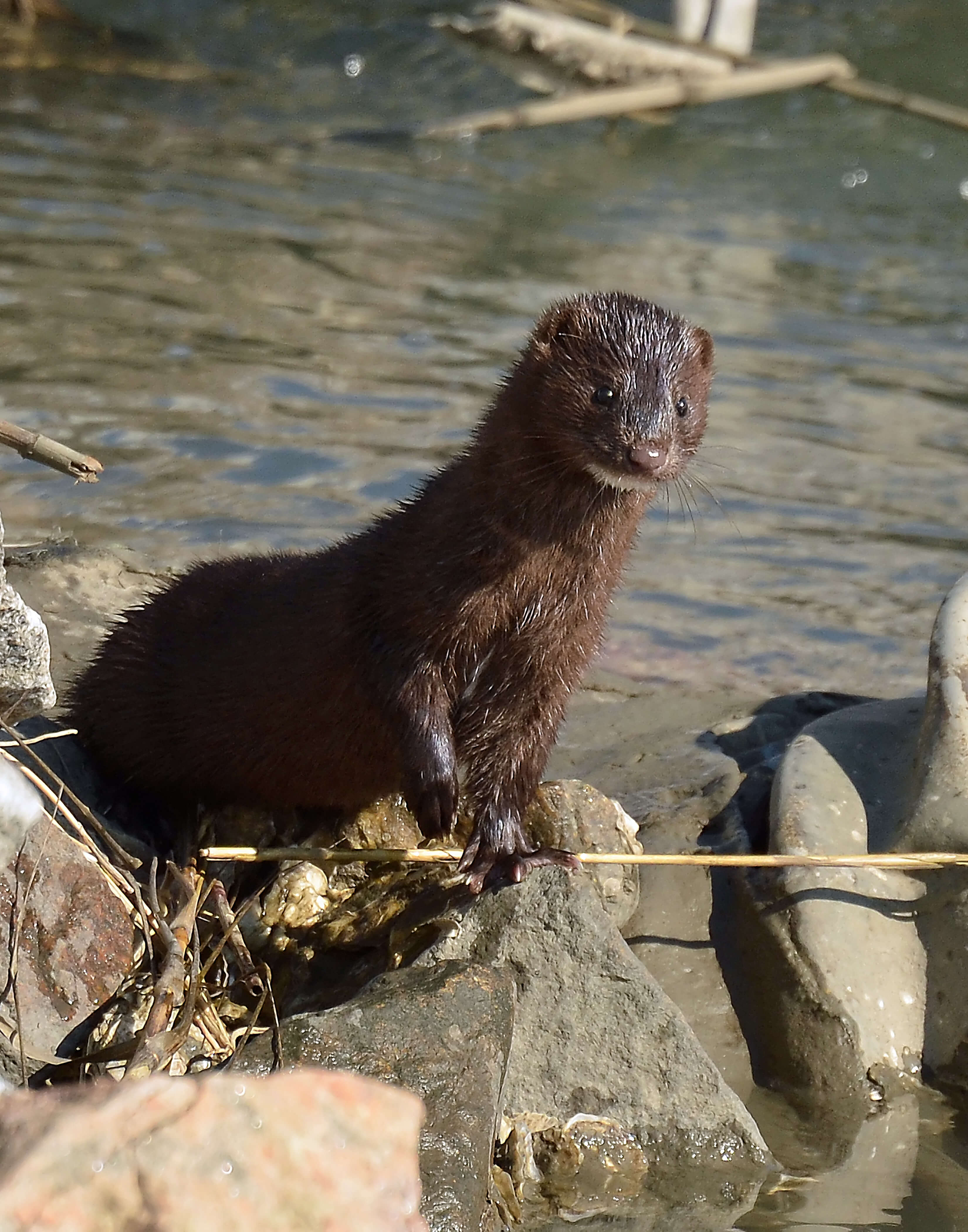 DSC_1178alien Mink