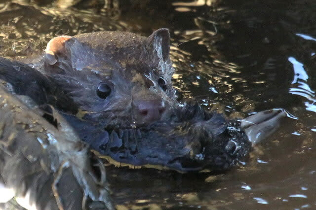 mink