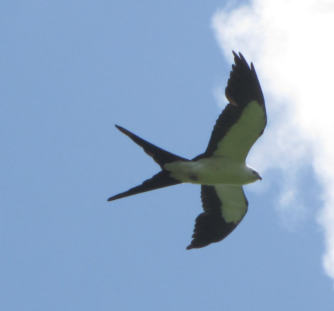 swallow-tailed kite