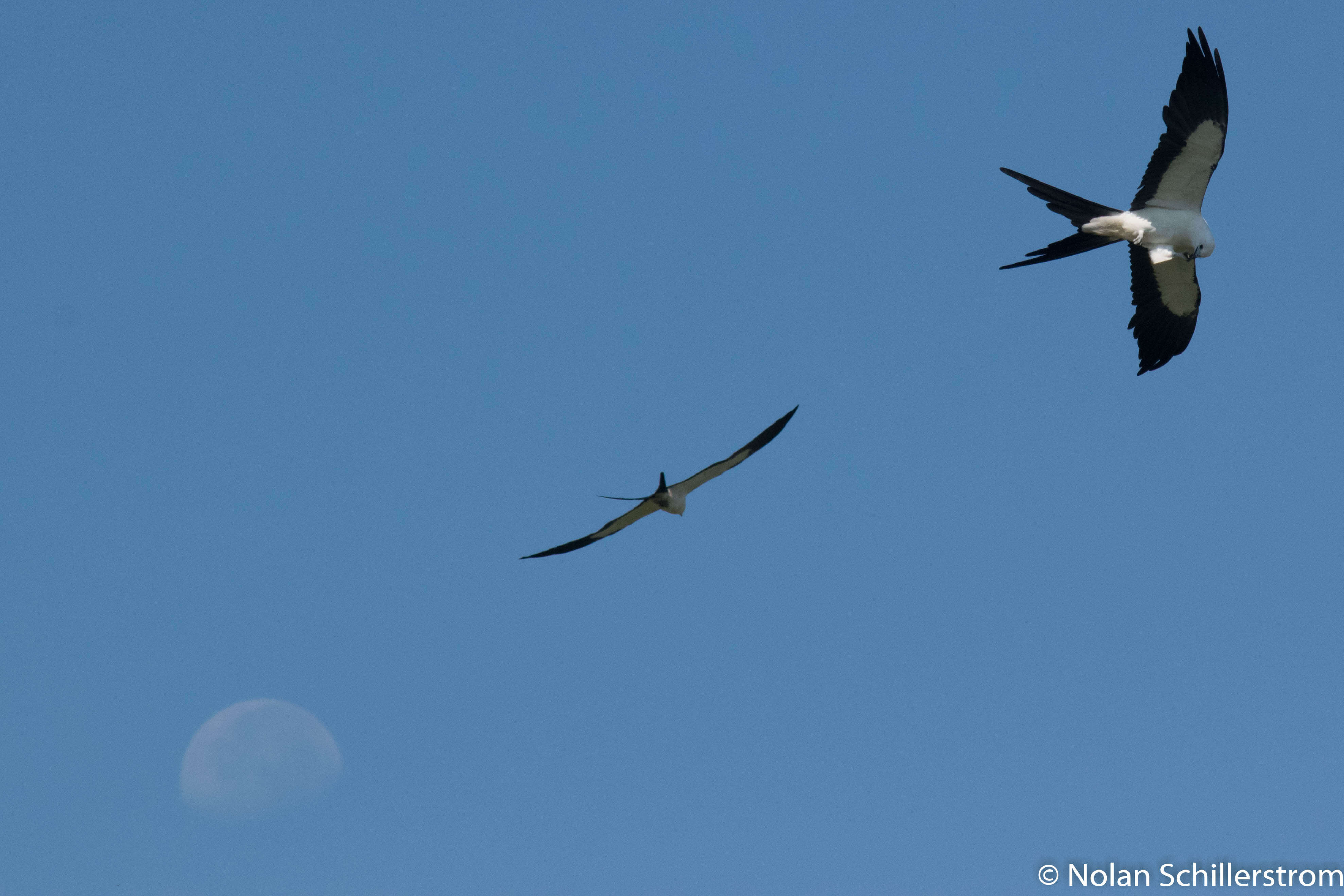 Kites with moon, courtesy Nolan Schillerstrom
