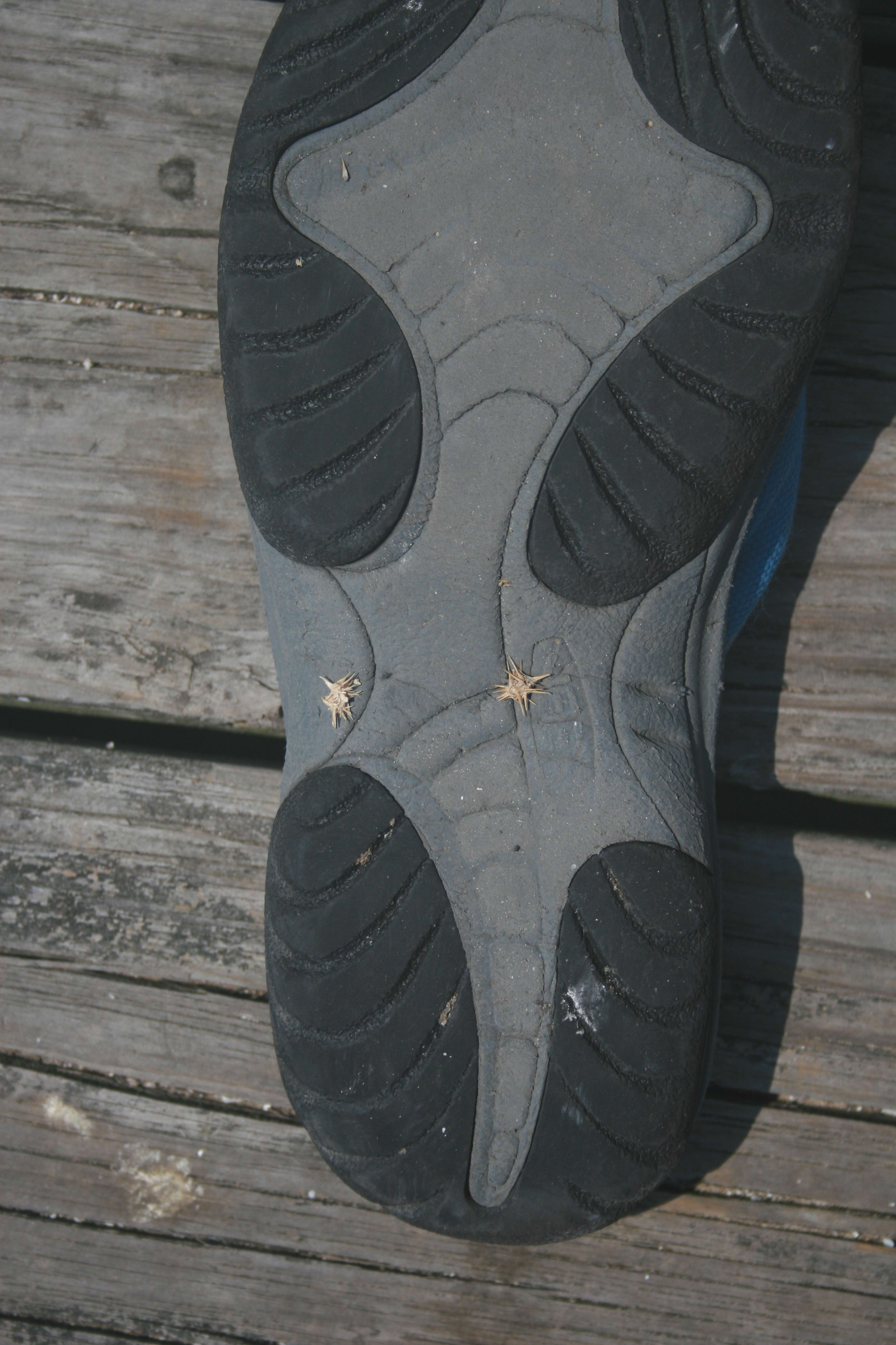 Sand spurs Dewees Island, Charleston, SC