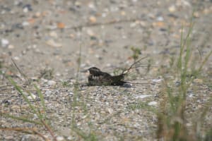 IMG_6951 copy