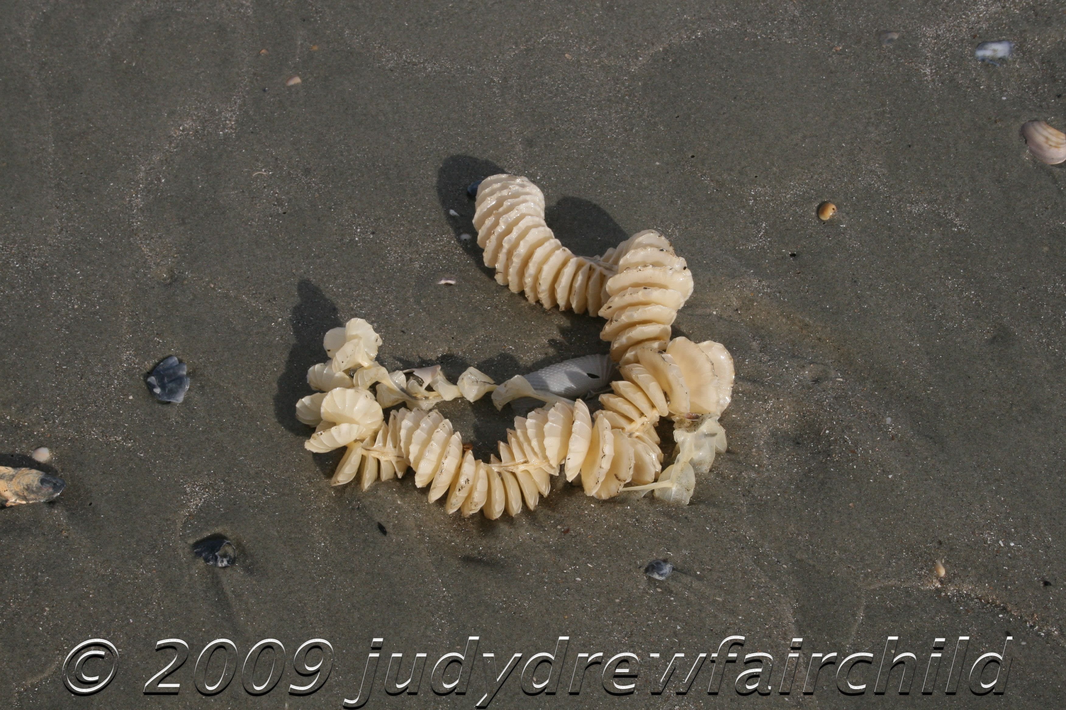 Whelk Egg Cases on the Beach Dewees Island, Charleston, SC