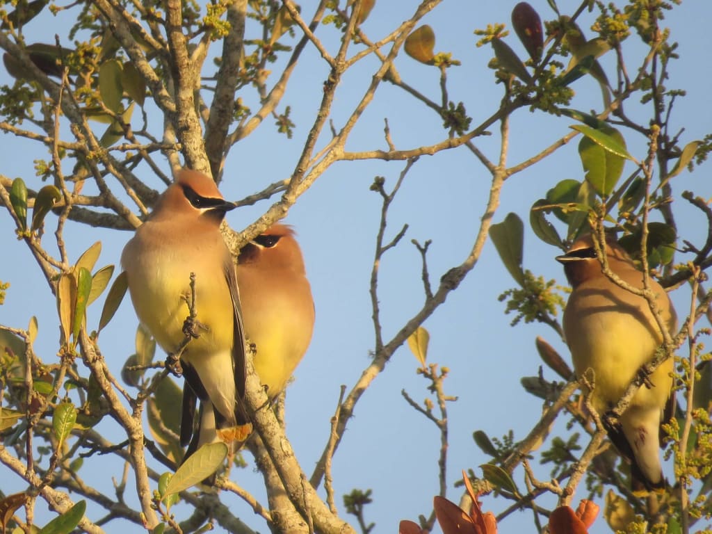 Cedar Waxwings in LIve Oak