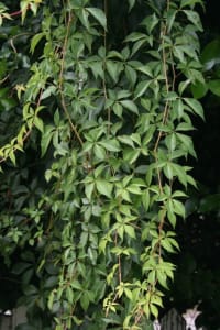 Parthenocissus, Virginia slyngplante