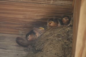 IMG_1410 Baby barn swallows at the Huyler House
