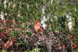 Norra kardinal vila i Virginia Creeper på vintern