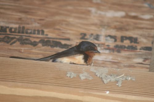 IMG_1401 Adult barn swallow