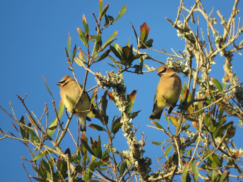 cedar waxwing