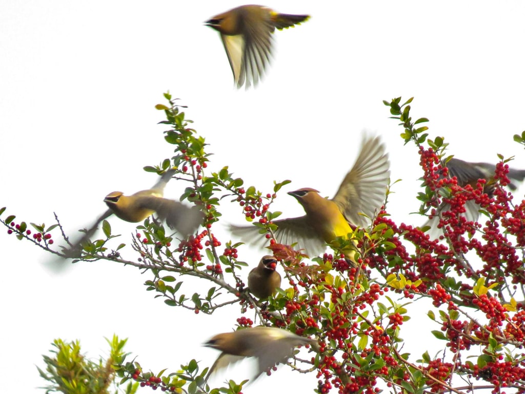 waxwings in holly